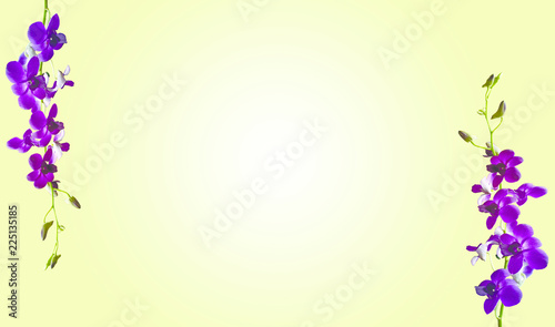  Flower purple orchid abstract  Background.