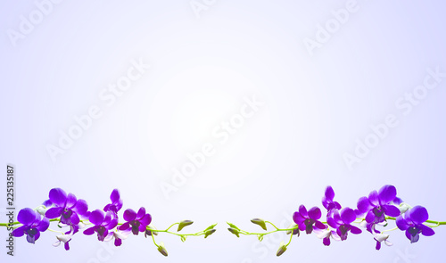  Flower purple orchid abstract Background.