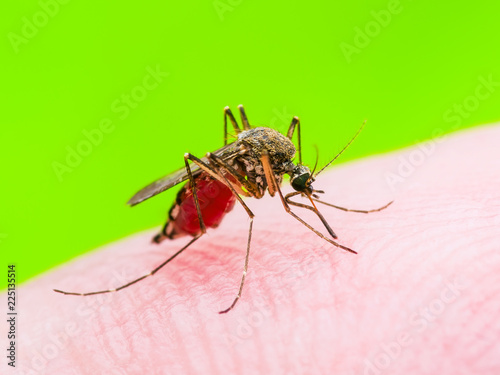 Yellow Fever, Malaria or Zika Virus Infected Mosquito Insect Bite Macro on Green Background © nechaevkon