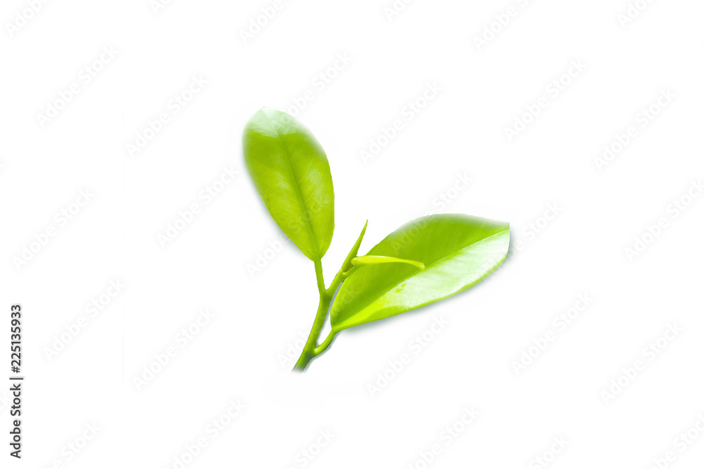 Leaf green white background Thailand popular. Leaf green white background Thailand popular.