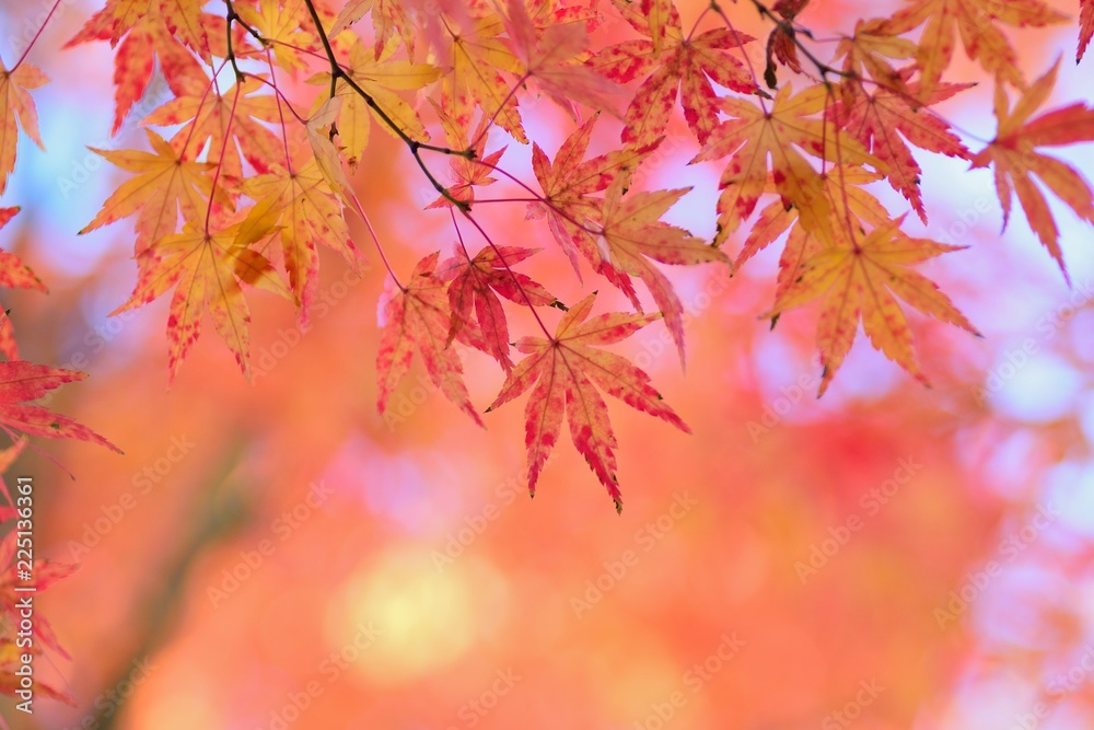 Landscape of vibrant colorful Japanese Autumn Maple leaves Landscape of vibrant colorful Japanese Autumn Maple leaves