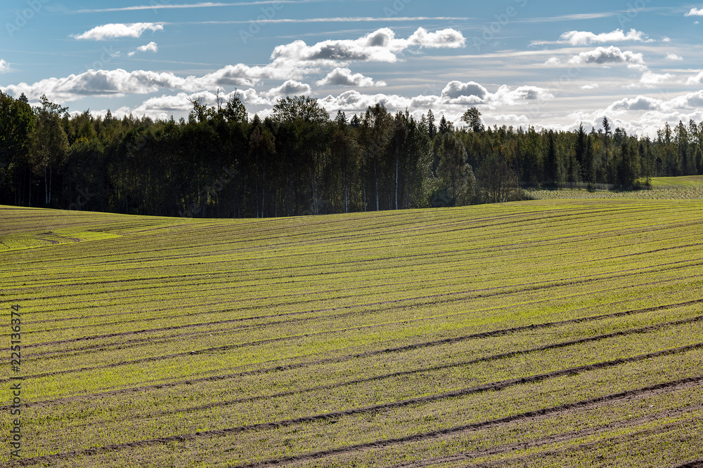 New wheat field in autumn.