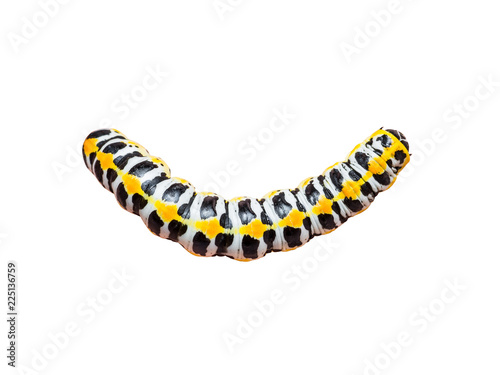 Exotic Caterpillar Insect Isolated on White