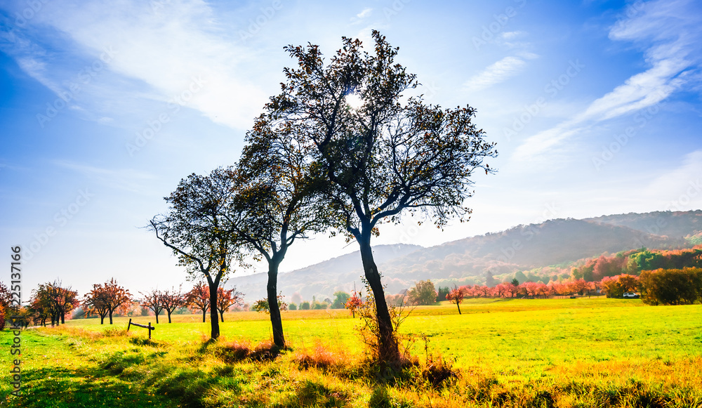 Group of trees in fall landscape in Germany