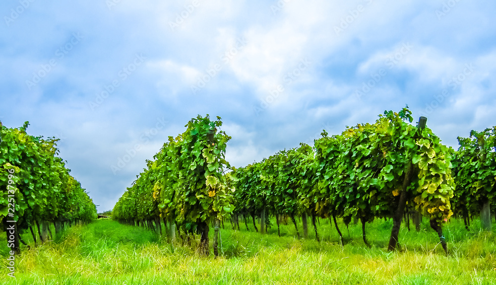 Vineyard next to in Hessen - Germany