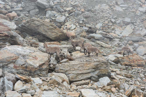 ibexes in swiss alps, hohsaas canton valais 3200m photo