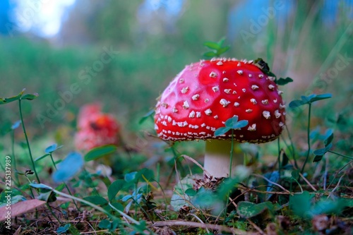 mushrooms in the autumn forest, fly agaric