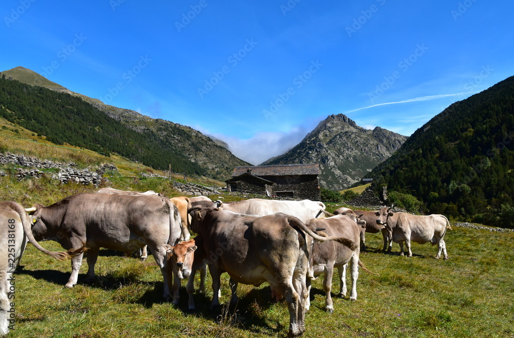 Vaches en estive dans les Pyrénées ( Andorre ) Vaches en estive dans les Pyrénées ( Andorre )