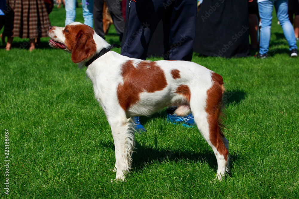 The dog breed Breton Spaniel