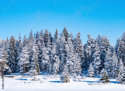 Winter pine forest nature background