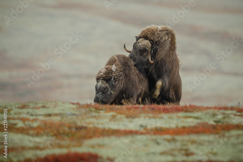 Musk ox mating photo