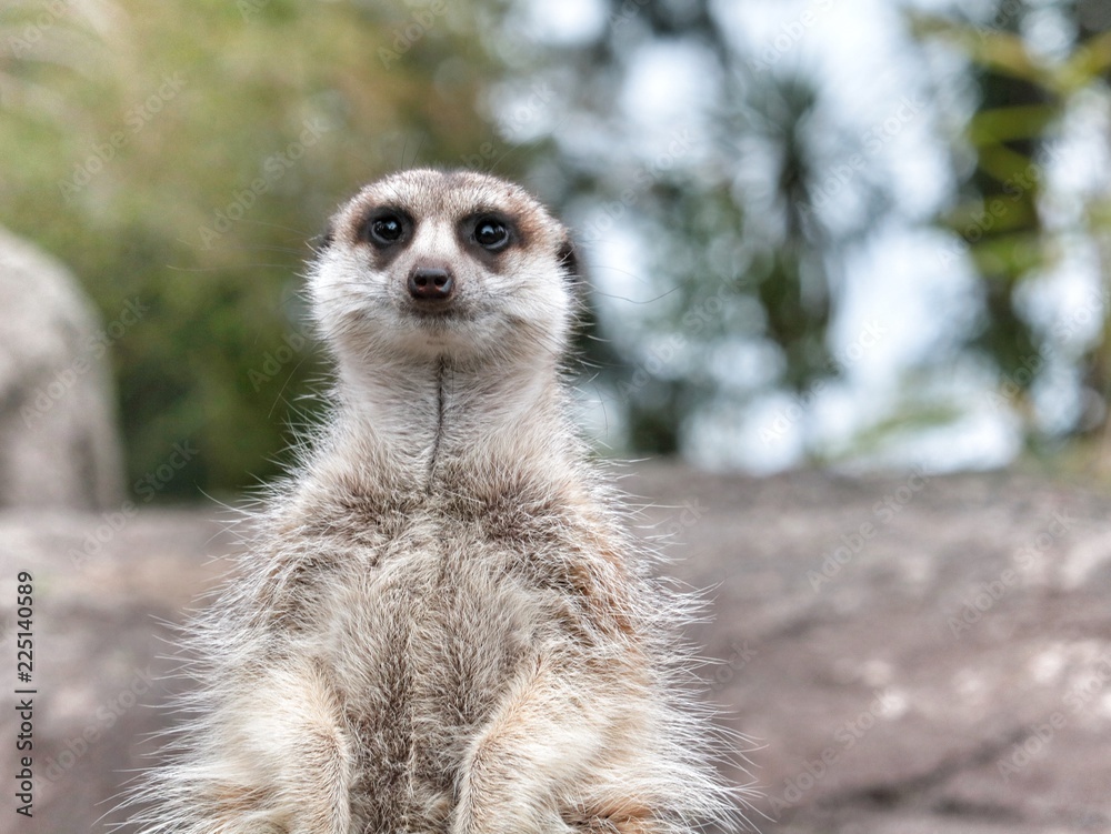 Fototapeta premium Meerkat Watching Smiling