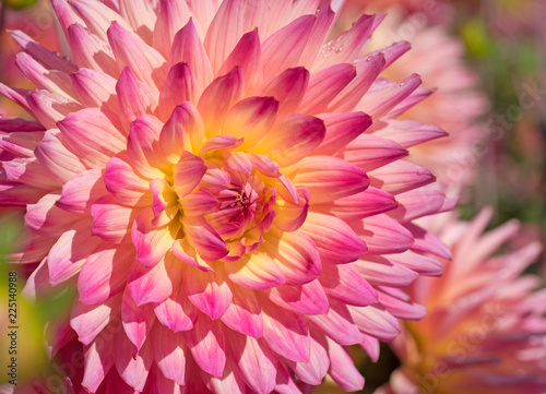 Fototapeta Naklejka Na Ścianę i Meble -  Blühende Dahlien im Garten