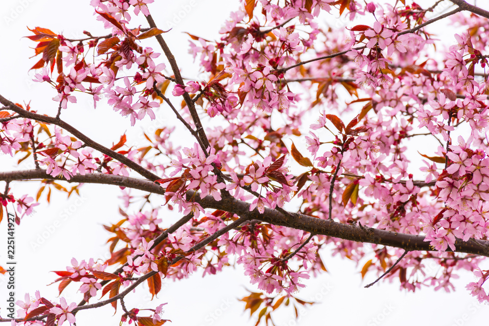 cherry blossom on a white background