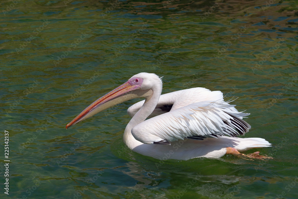 White pelican (species: Pelecanus onocrotalus) swimming in water 