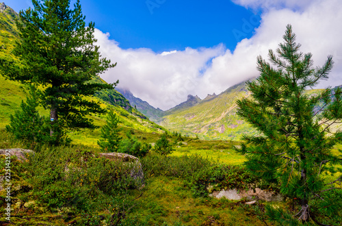 Bright colors of picturesque scenery from Ergaki mountains. Pine trees in the foreground and green grass.