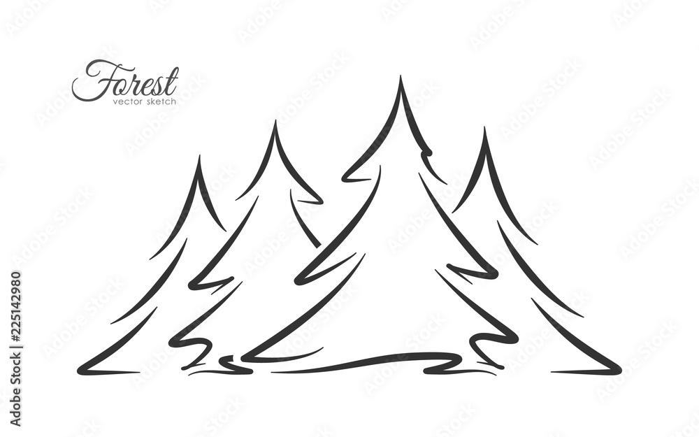 Vector illustration: Hand drawn pine forest. Sketch line disign.