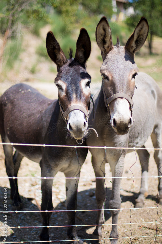 Fototapeta premium Esel