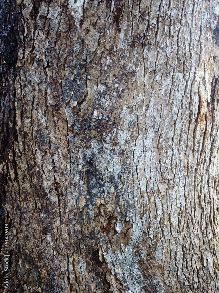 Obraz premium 楠の幹