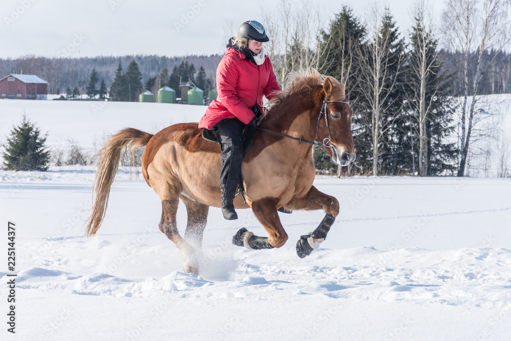 Woman on a galloping horse during winter. Woman on a galloping horse during winter.