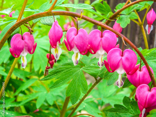 Pink heart flower