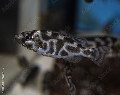 Livingston's Cichlid (Nimbochromis livingstonii) juvenile in tropical aquarium. photo