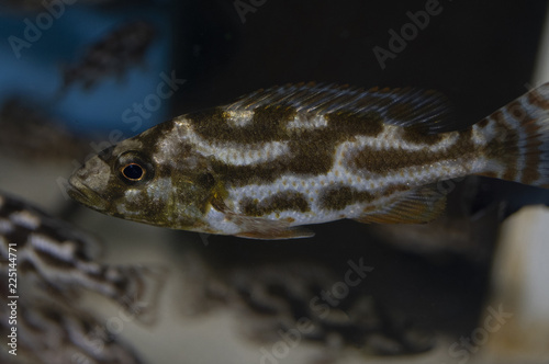 Livingston's Cichlid (Nimbochromis livingstonii) juvenile in tropical aquarium. photo