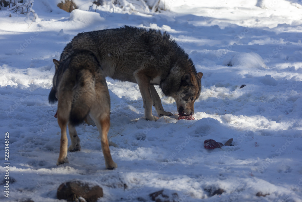 Meute de loups du Mercantour