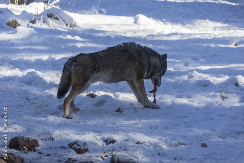 Loup du Mercantour