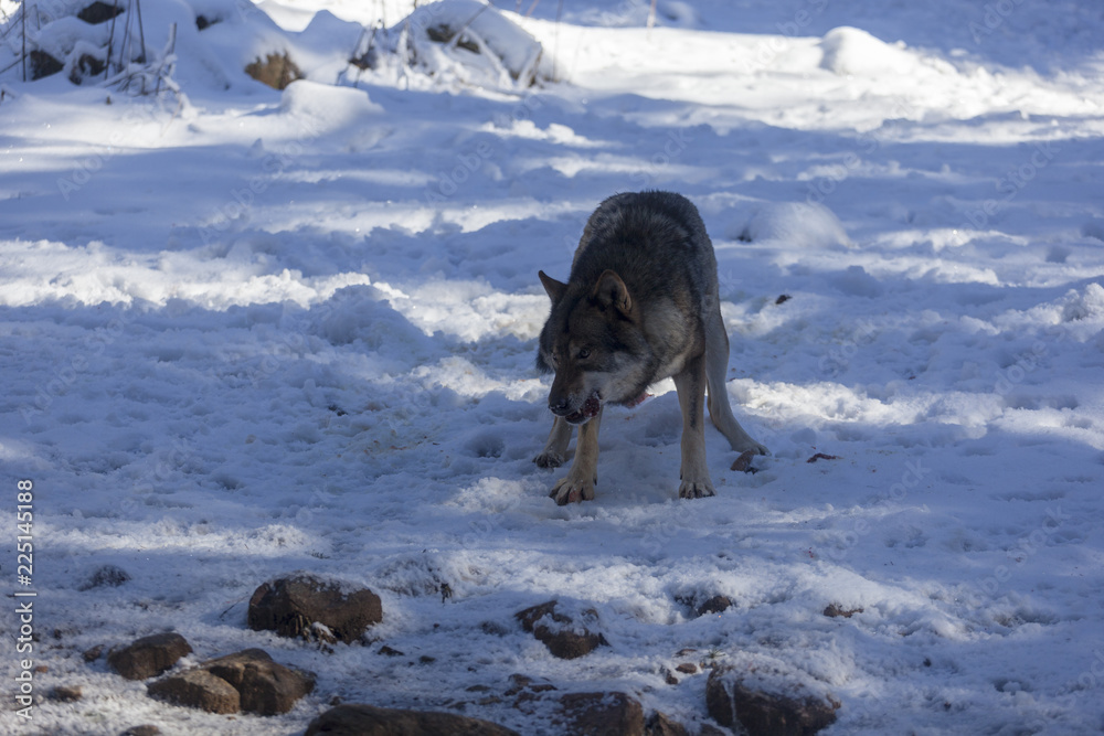 Loup du Mercantour