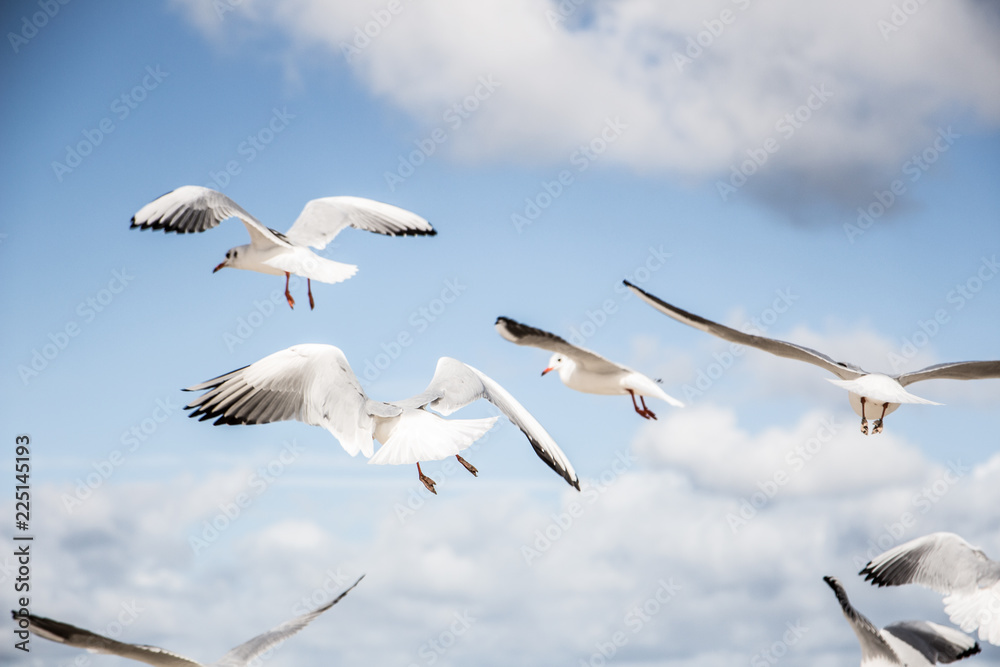 Obraz premium Möwen im Flug