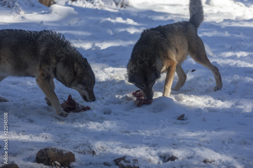 Obraz na płótnie Meute de loups du Mercantour w salonie