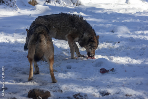 Obraz na płótnie Meute de loups du Mercantour w salonie