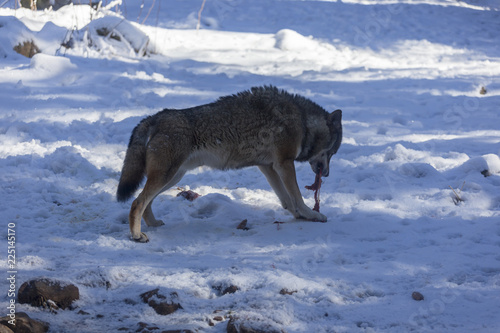 Loup du Mercantour 