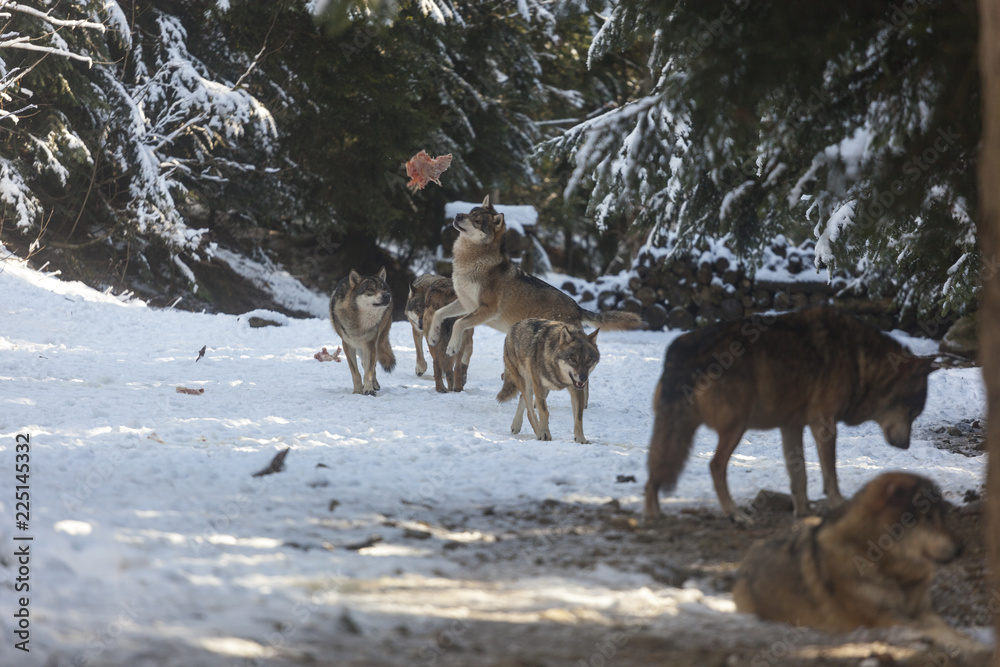 Meute de loups du Mercantour