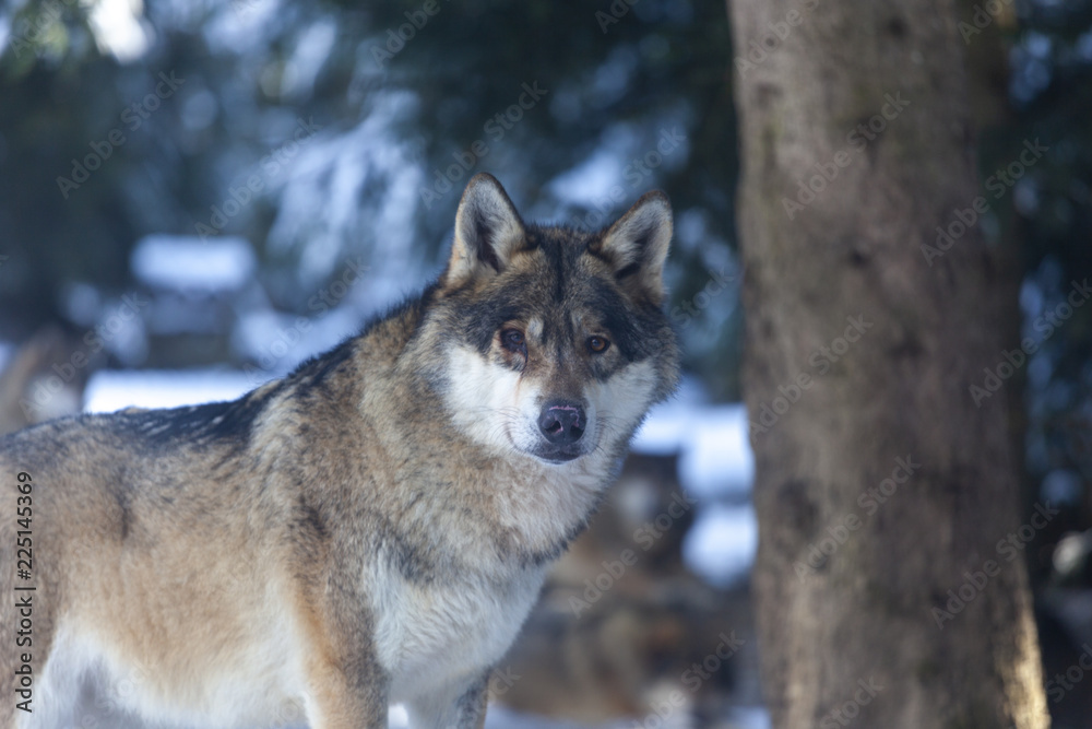 Meute de loups du Mercantour