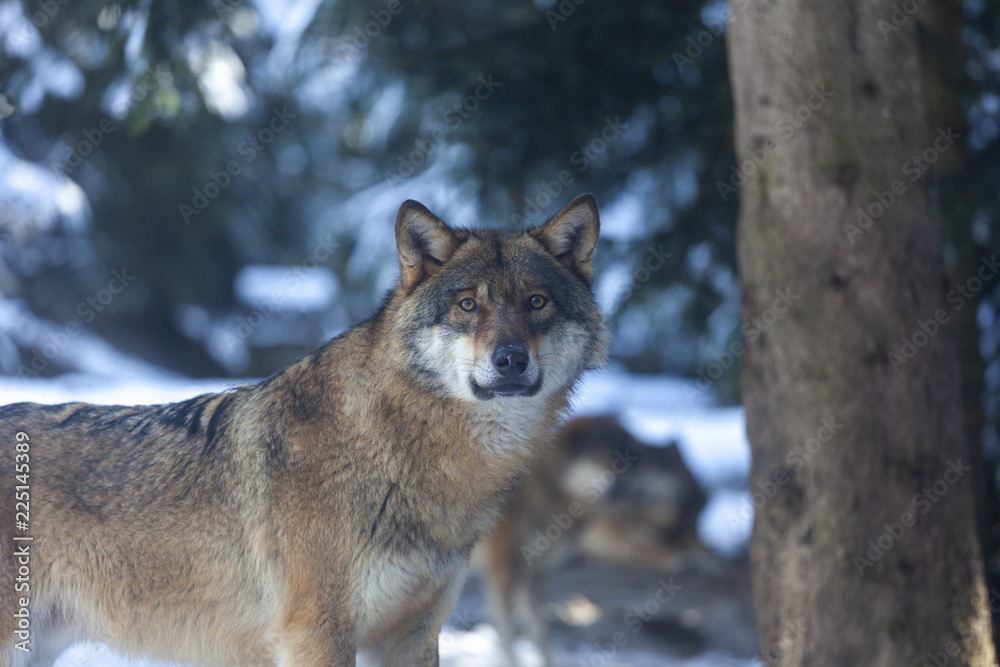 Meute de loups du Mercantour 