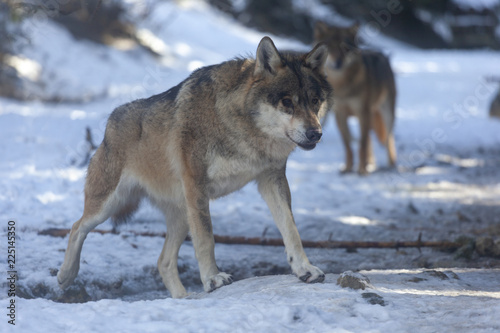 Obraz na płótnie Meute de loups du Mercantour w salonie