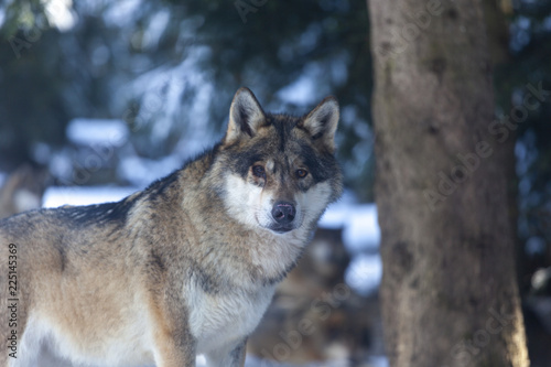 Obraz na płótnie Meute de loups du Mercantour w salonie