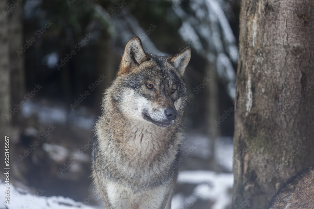 Loup du Mercantour