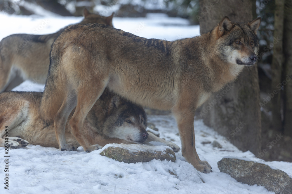 Meute de loups du Mercantour