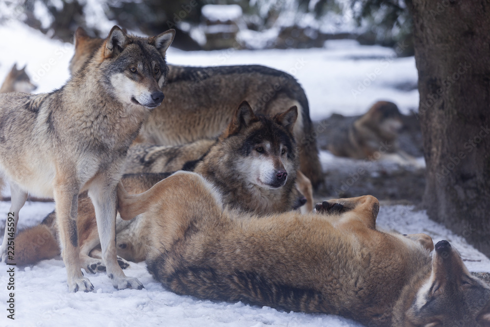 Meute de loups du Mercantour