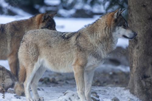 Meute de loups du Mercantour 