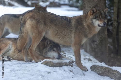 Obraz na płótnie Meute de loups du Mercantour w salonie