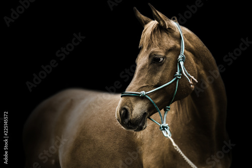 Colored arab horse with teal rope halter in black background photo