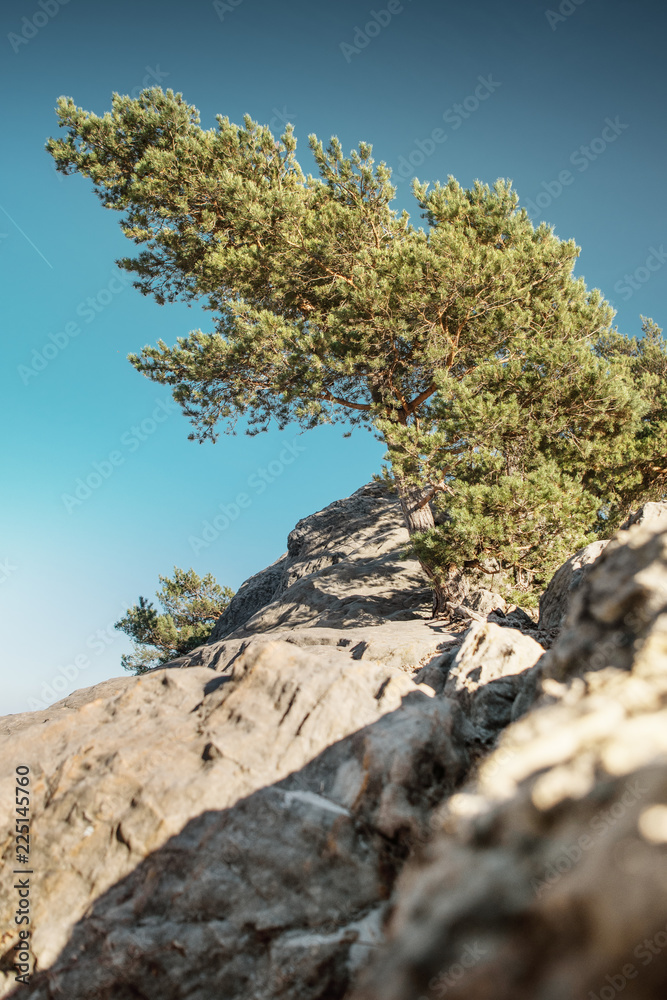 Pine tree growing on a mountain rocks at colorful sunset light. Exploring and hiking in the mountains. Sandstone rock formation Teufelsmauer (Devil's Wall) in Blankenburg, National park Harz Pine tree growing on a mountain rocks at colorful sunset light. Exploring and hiking in the mountains. Sandstone rock formation Teufelsmauer (Devil's Wall) in Blankenburg, National park Harz