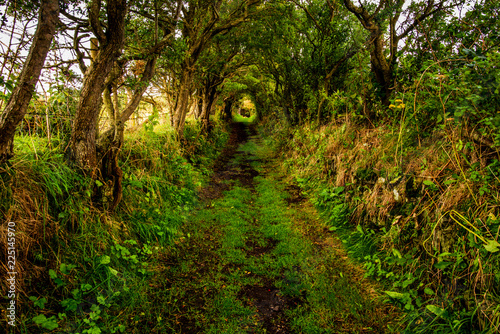 Ballynoe Tree Tunnel.