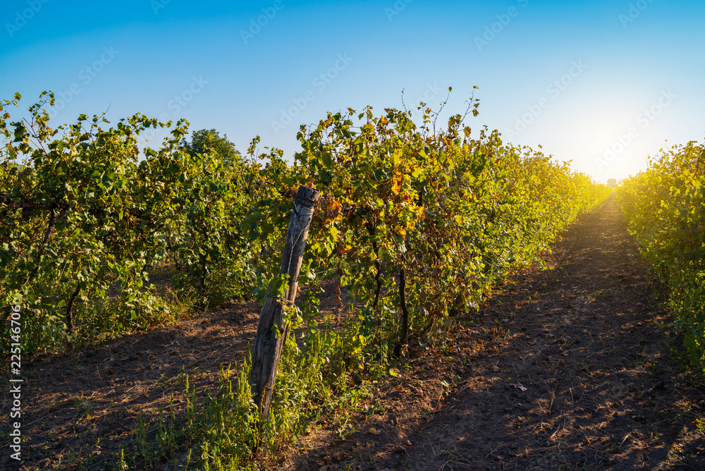 Sunny vineyard landscape
