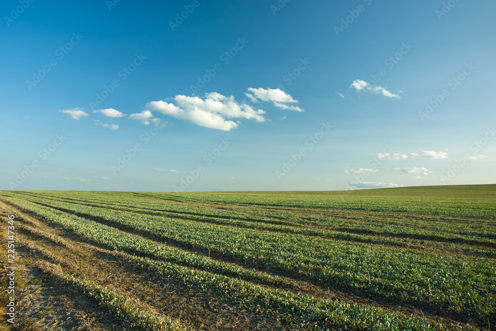 Green field, horizon and blue sky