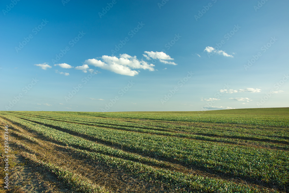 Green field, horizon and blue sky Green field, horizon and blue sky